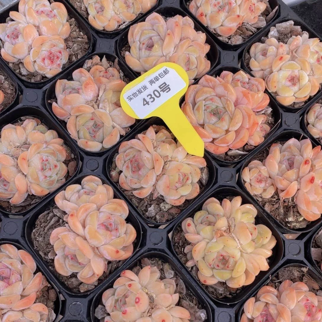 430号蜜桃冰魄群生一个