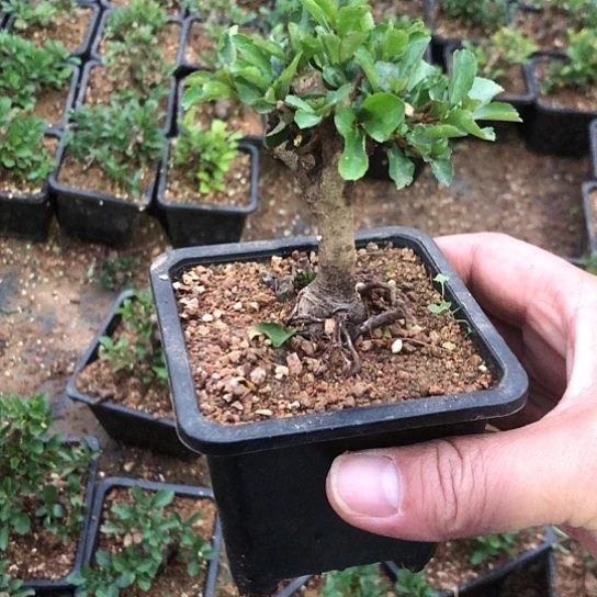 当前无花栽培后可以开花