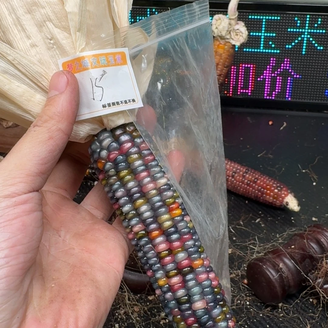 柏香籽/百香籽吊坠怼**麻