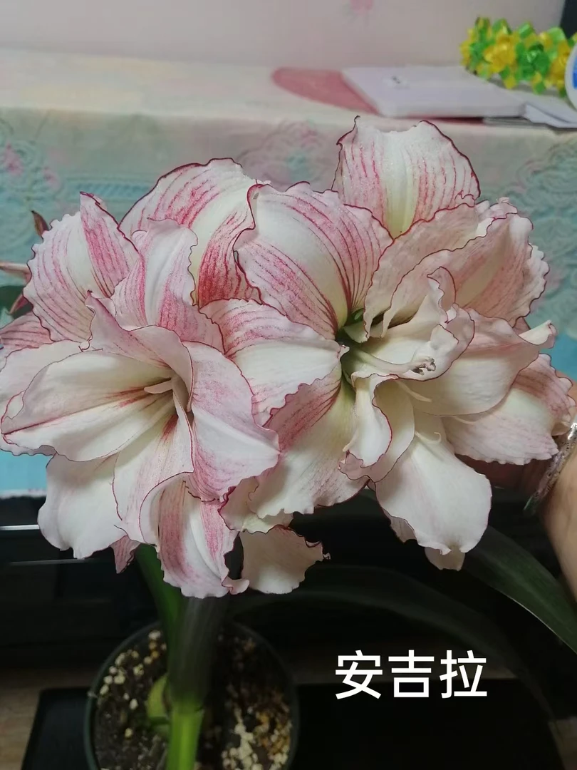 朱顶红-安吉拉4厘米