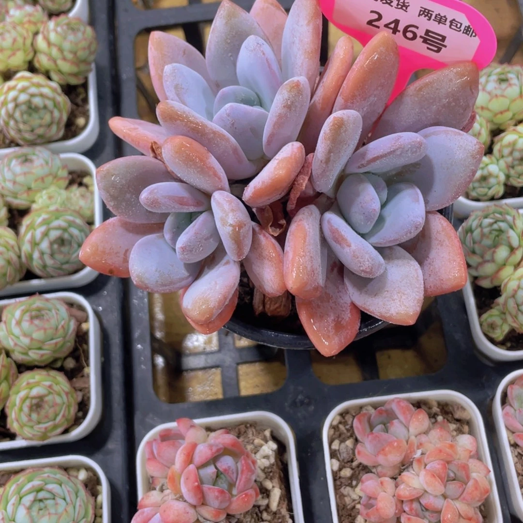 246号 老桩粉兔多头群