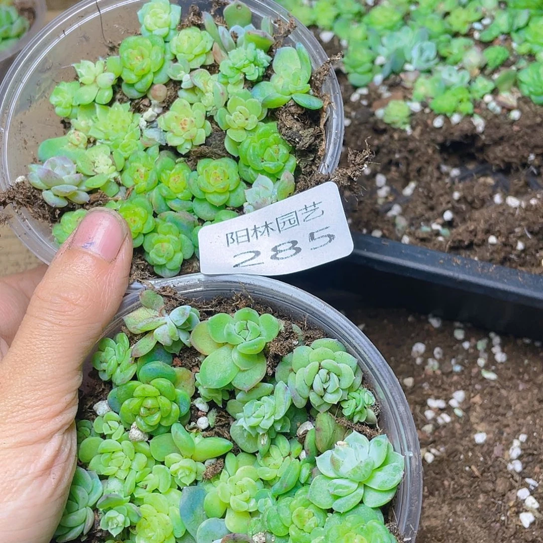 吃***基多肉植物多肉植物285