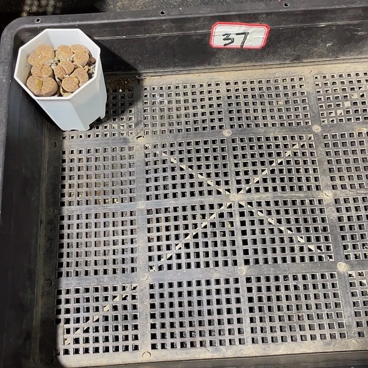 媛***~37号筐带盆土发货