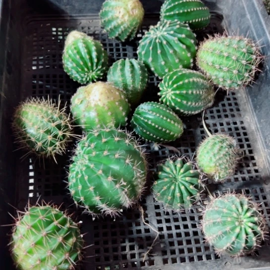 下70框拍斑点歪丑无根侧芽小无售后