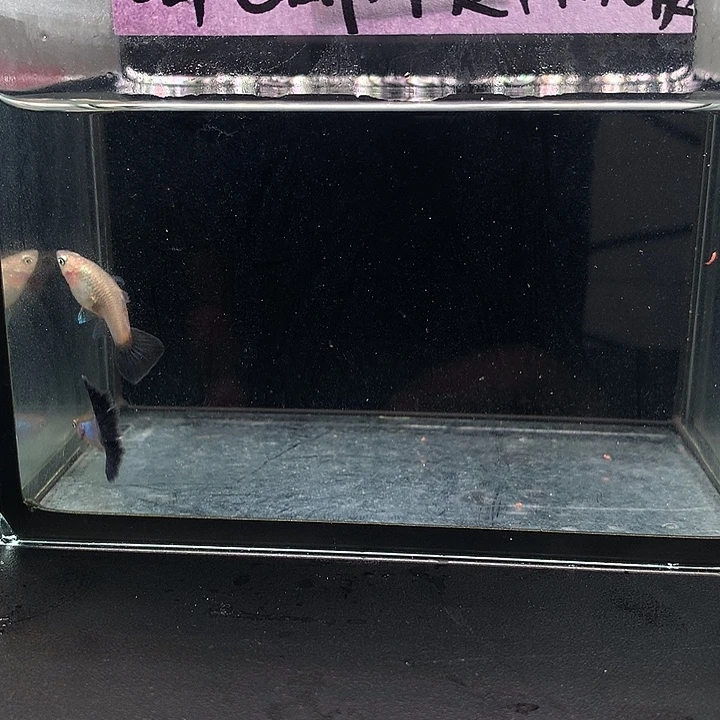 孔雀鱼辛加兰一对