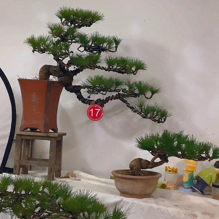 完全开放老桩悬崖临水临水黑松盆景