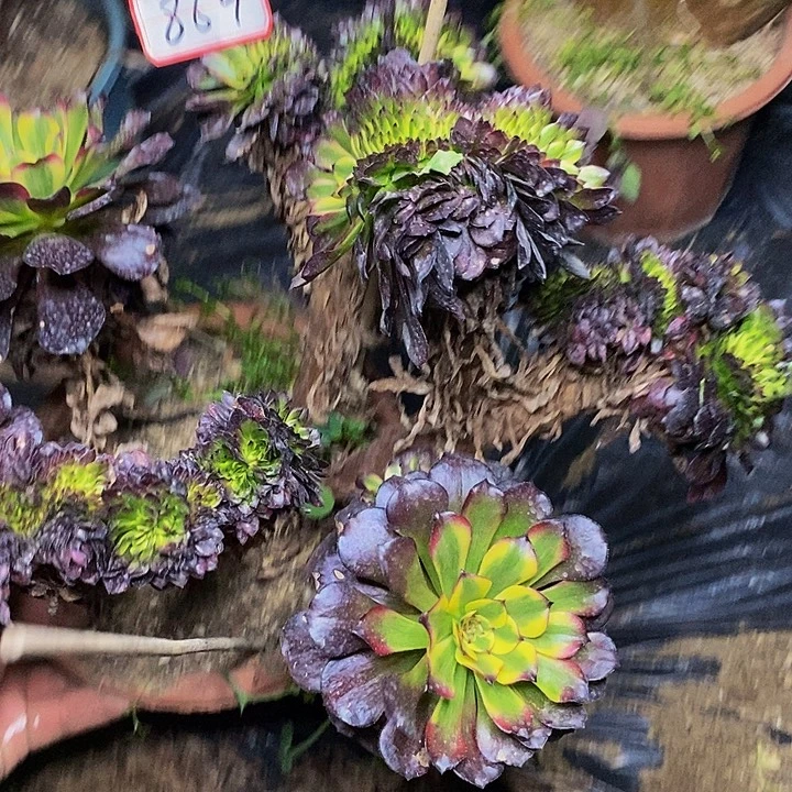 小****美姬缀化864号链接