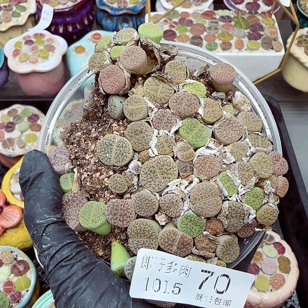 生石花满18包邮1015-70