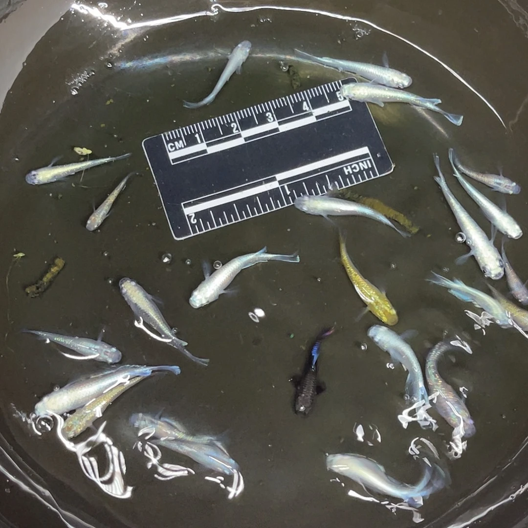 清道夫鱼8号哈哈哈哈哈哈