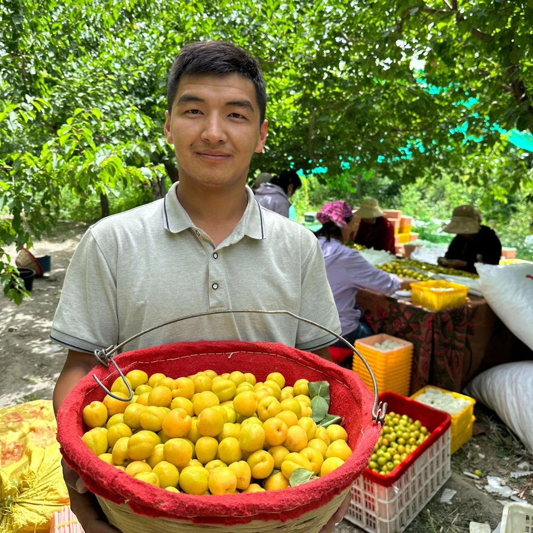 邮政空运新疆轮台小白杏原产地