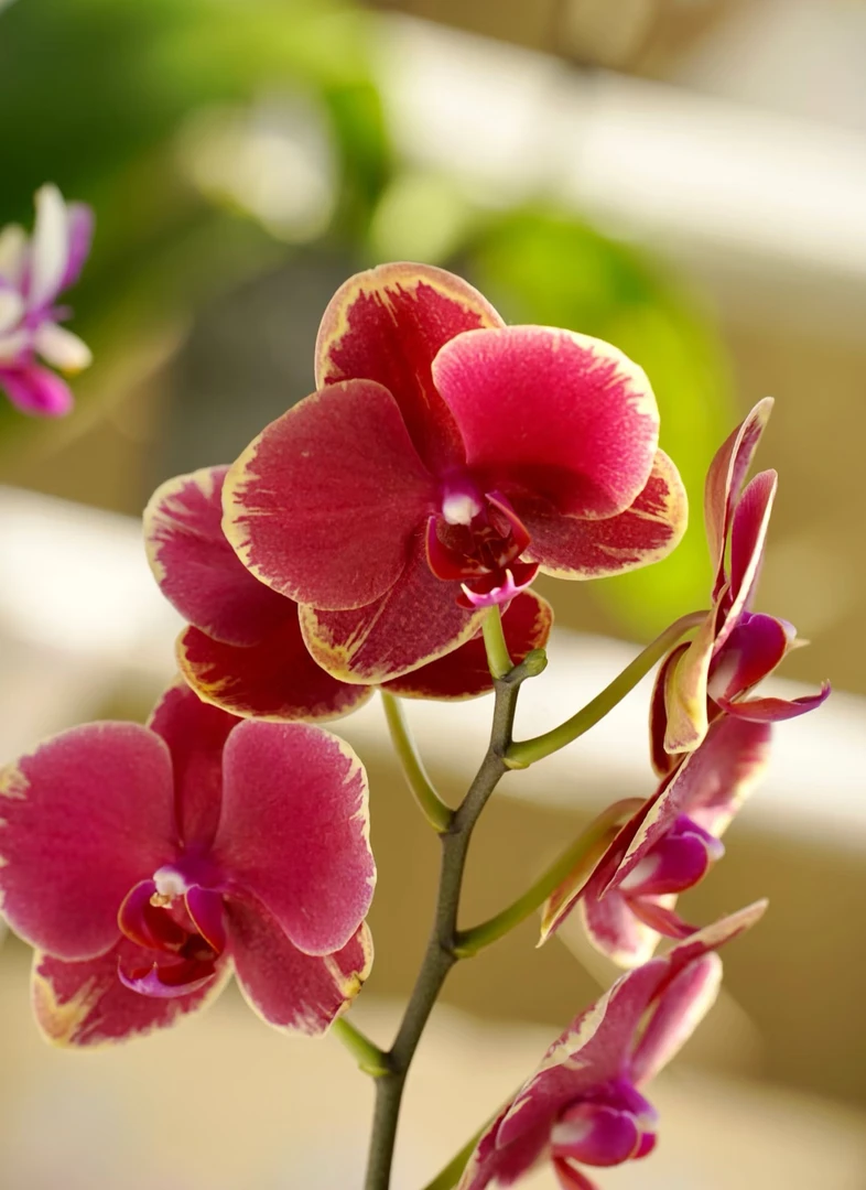 不带剑《金边吉祥》2.8寸杯 苗子发货 叶子微瑕