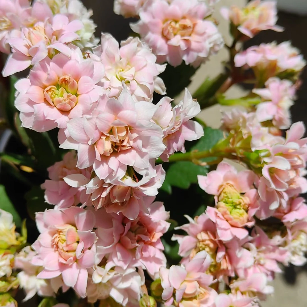 120杯【神明少女】~稀有重瓣大花苞长寿