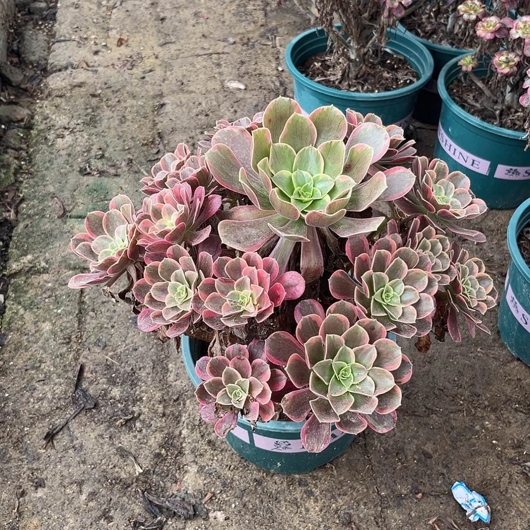 无花朵14今丝法师多肉