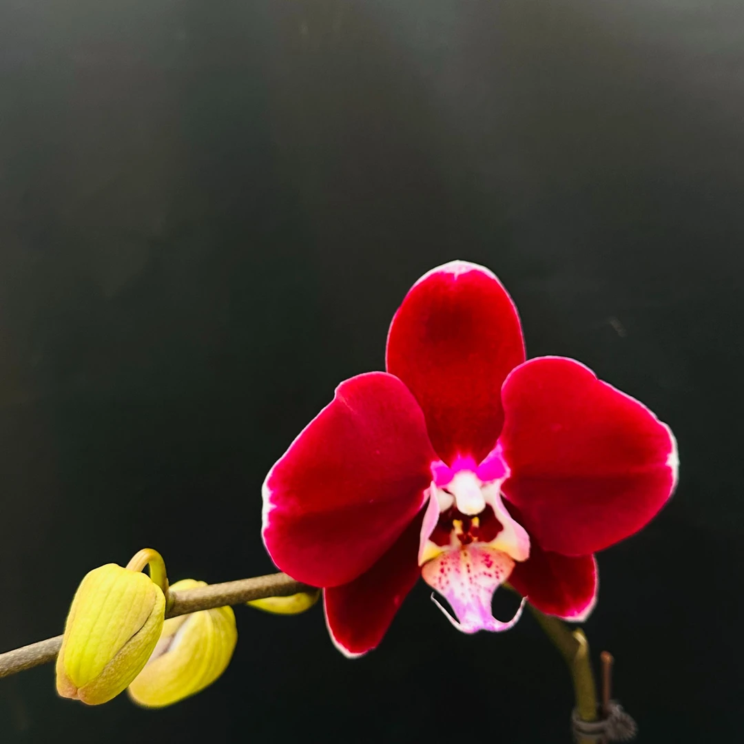 幻影 3.5寸单花剑  高品质精品蝴蝶兰室内高端绿植花卉