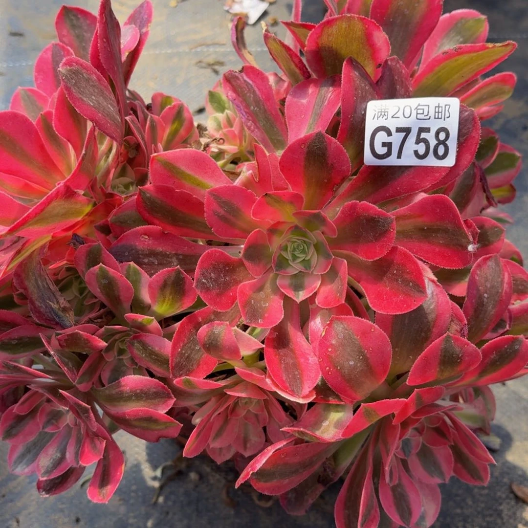 无花朵758多肉植物捧花的