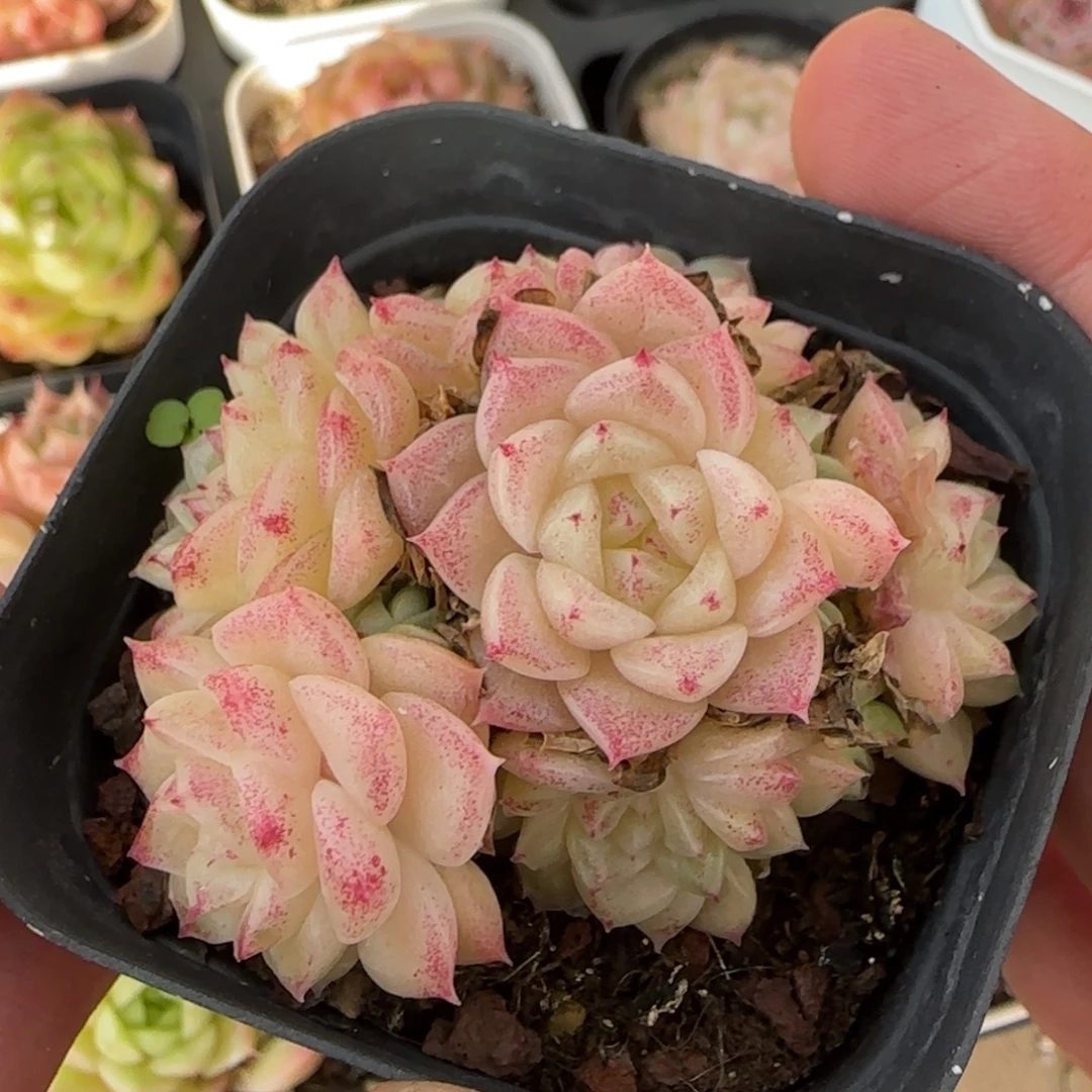 一物一拍粉体麦秆群