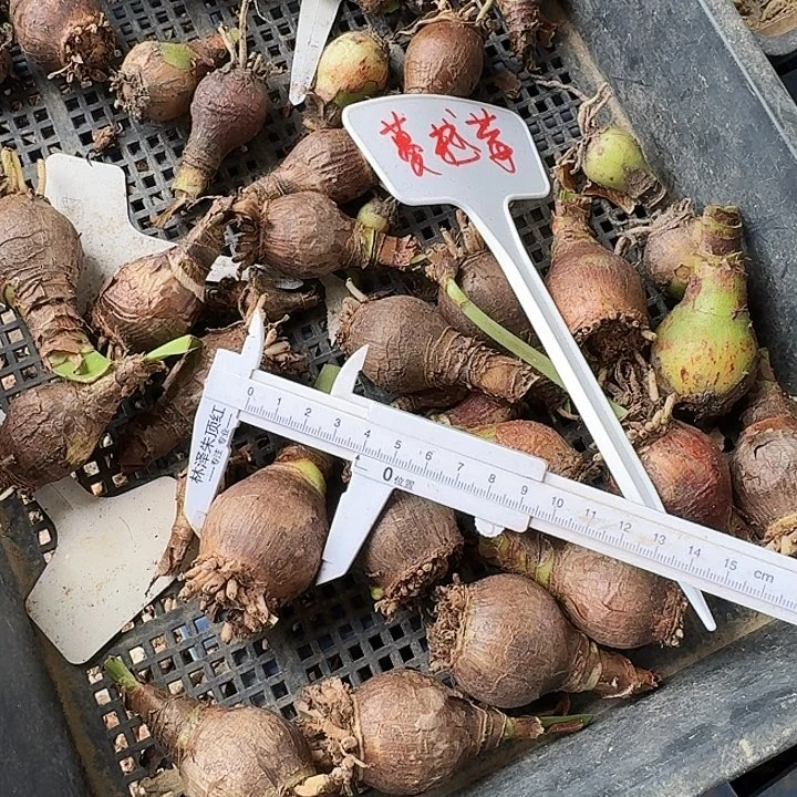 蔓越莓朱顶红一棵3+