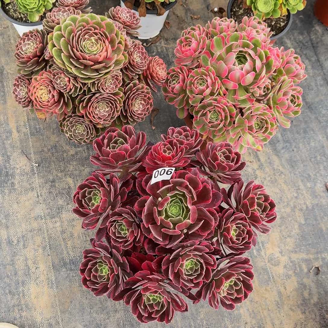 006三颗组合福利价半木质