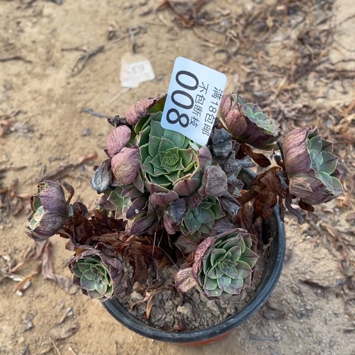 008万拉丝小手捧2