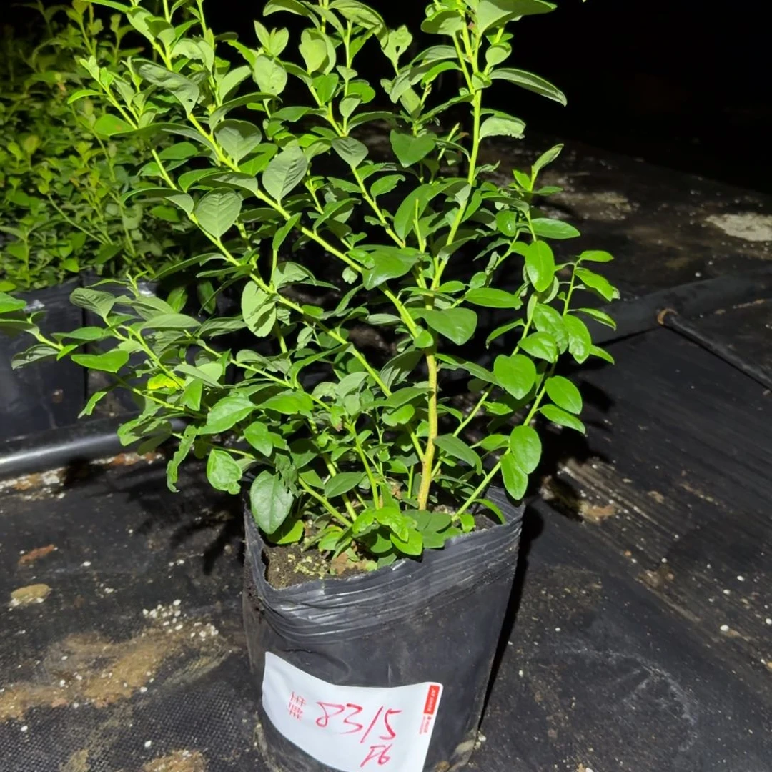 ****子大钵F6一物一拍8315