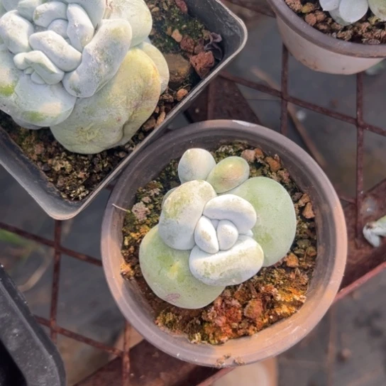 一***～谢谢宝～一物一拍2871