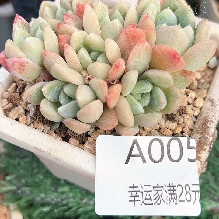幸运的是我的朋友是
