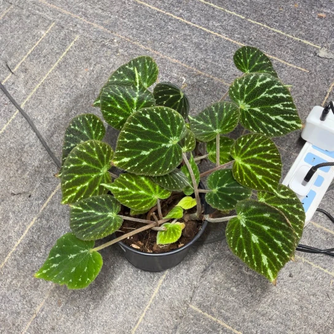 无花朵绿丝绒 超高级！