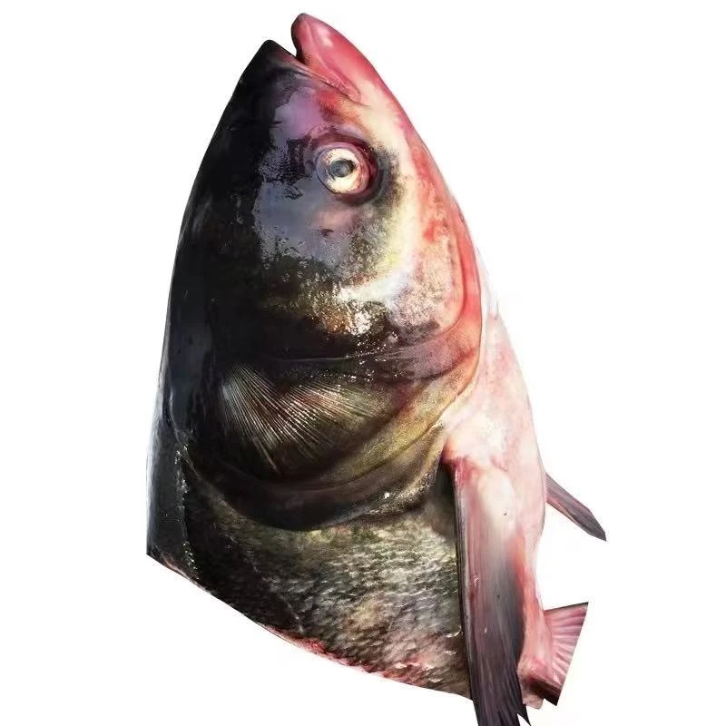 东北野生胖头花鲢鱼鱼头（顺丰冷链）