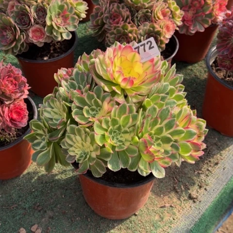 772海仙手捧多肉，