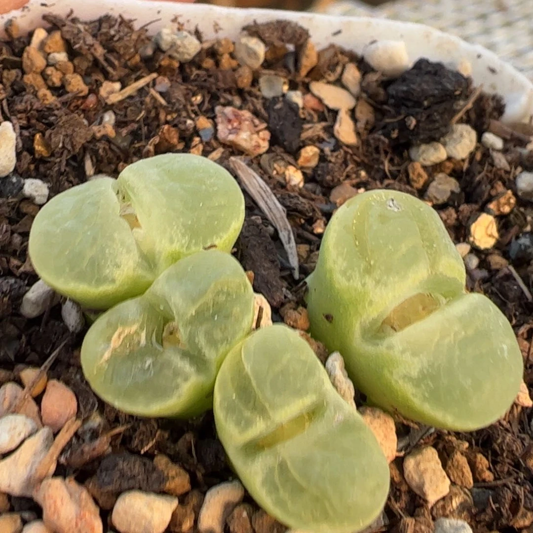 1453.81大眼睛多肉植物百科