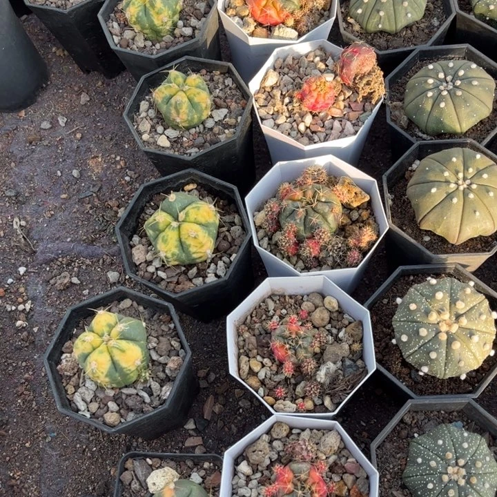 用****0青苹果锦好养皮实好养