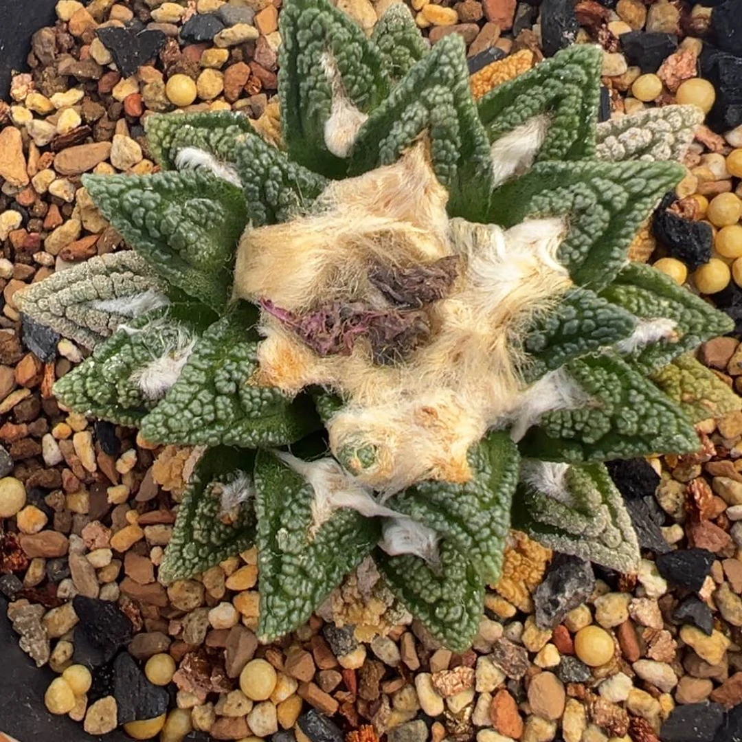 无花朵老家辛顿牡丹