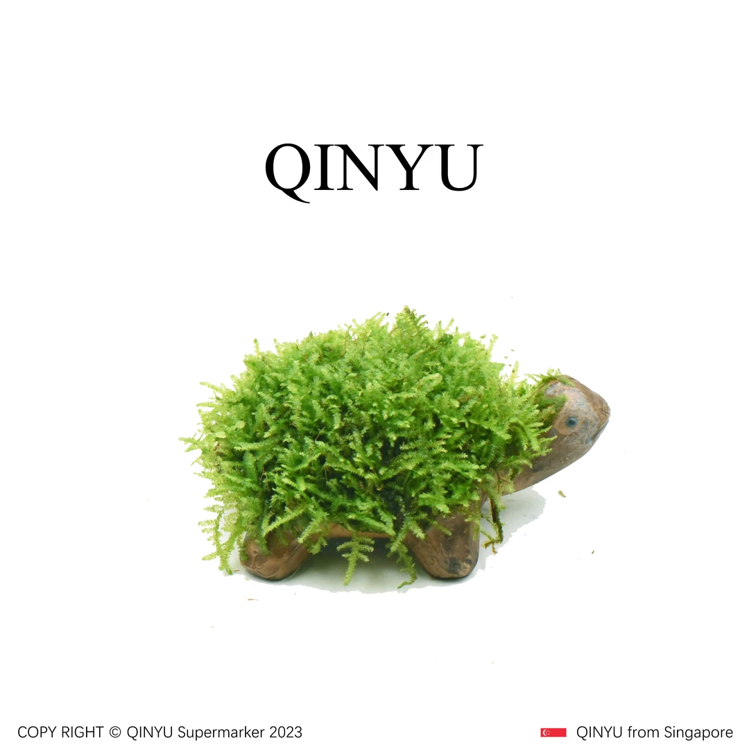 【新年特惠】可爱乌龟造型 新手懒人水草 无需底沙入缸成景