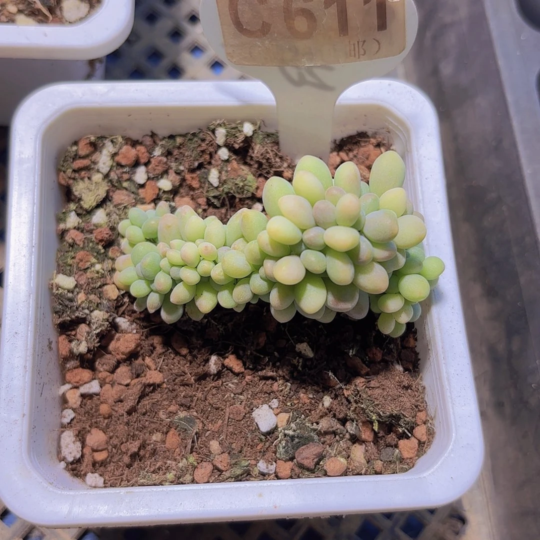 C611手指奶缀一物一拍