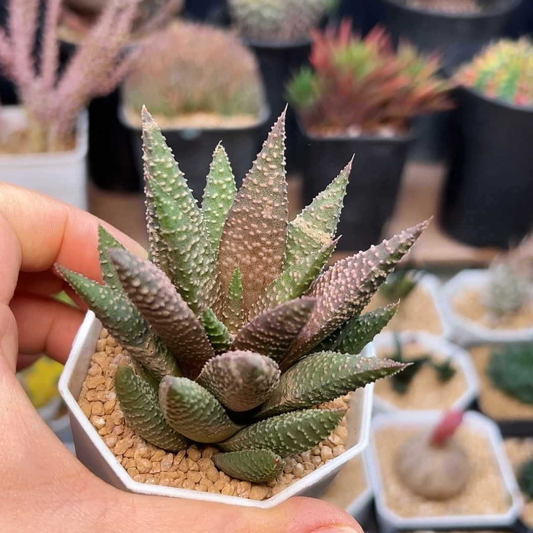 天狼星硬叶十二卷
