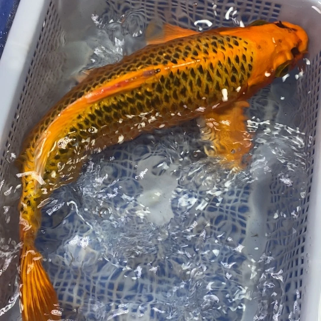 锦鲤冷水锦鲤包邮