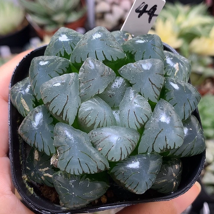 孔明灯带盆玉doukllo