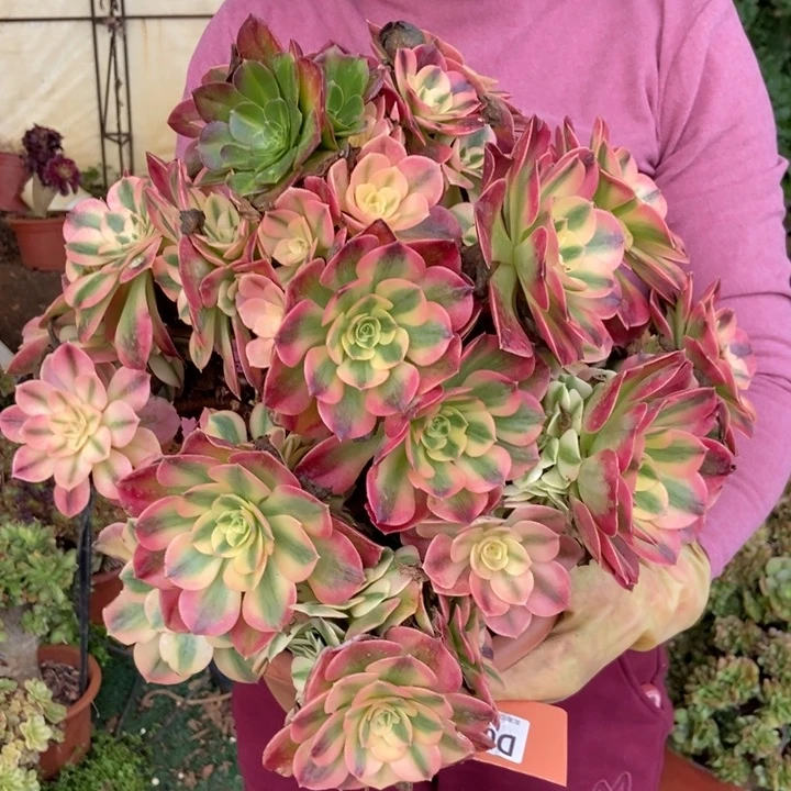 粉女巫变异大朵朵016