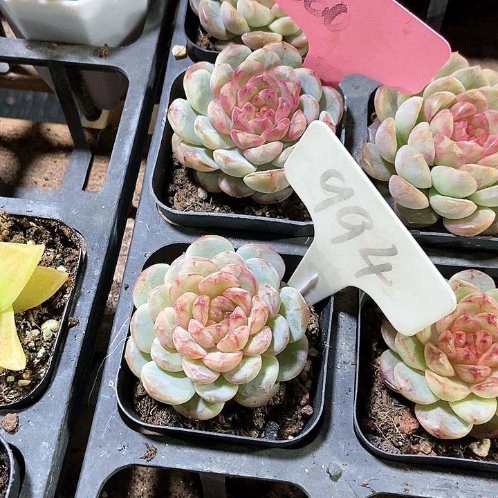 繁***幕多肉植物360多肉994