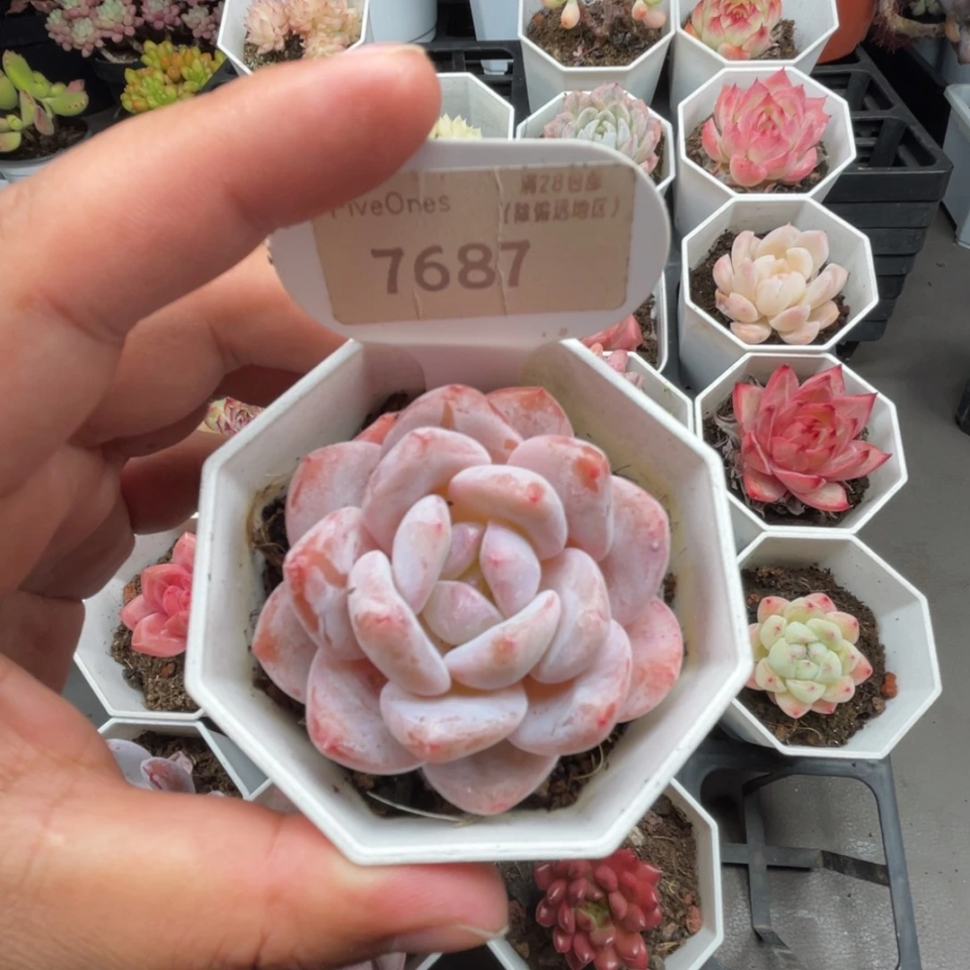 7687橙子 4.5厘米