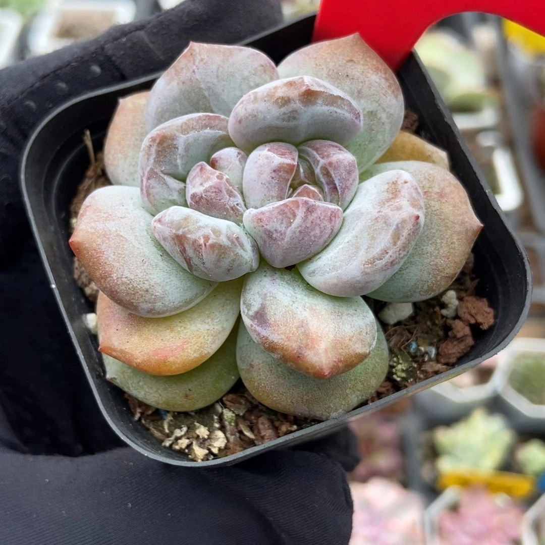 828石榴籽石化多肉植物