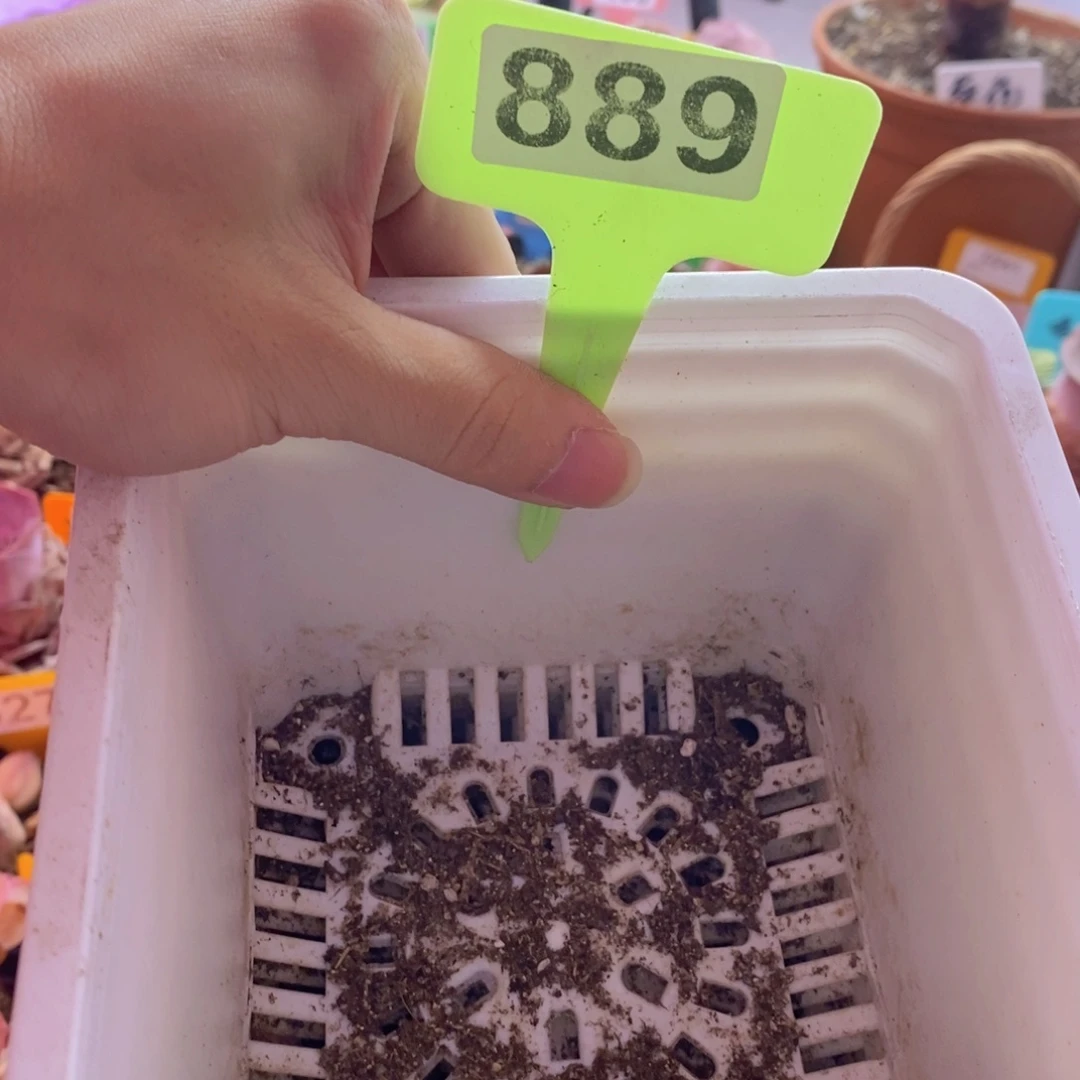 曦***山地玫瑰一物一拍889