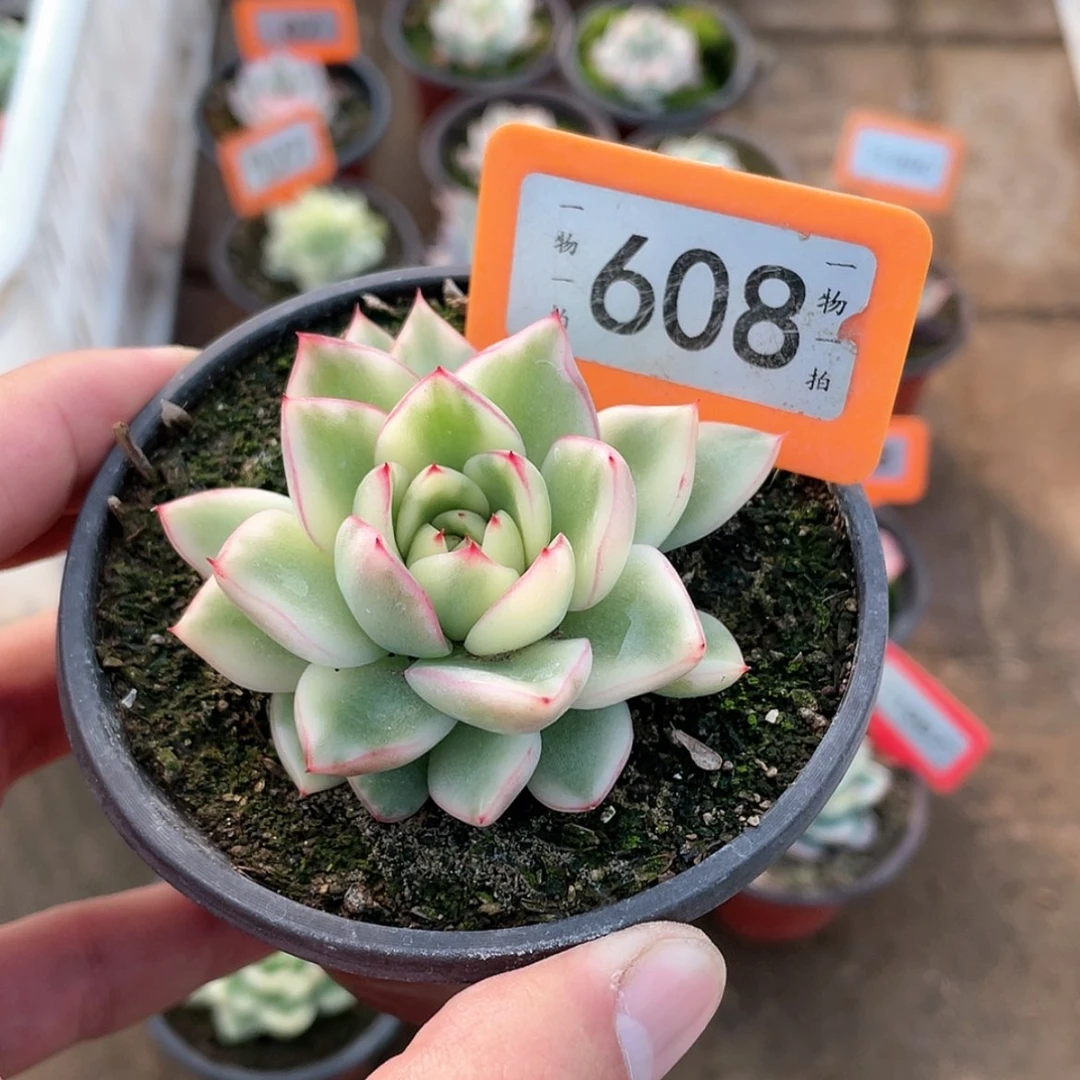 【闪购商品】海*608号