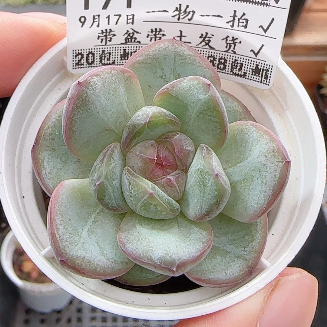 多肉0917--191星星珍妮