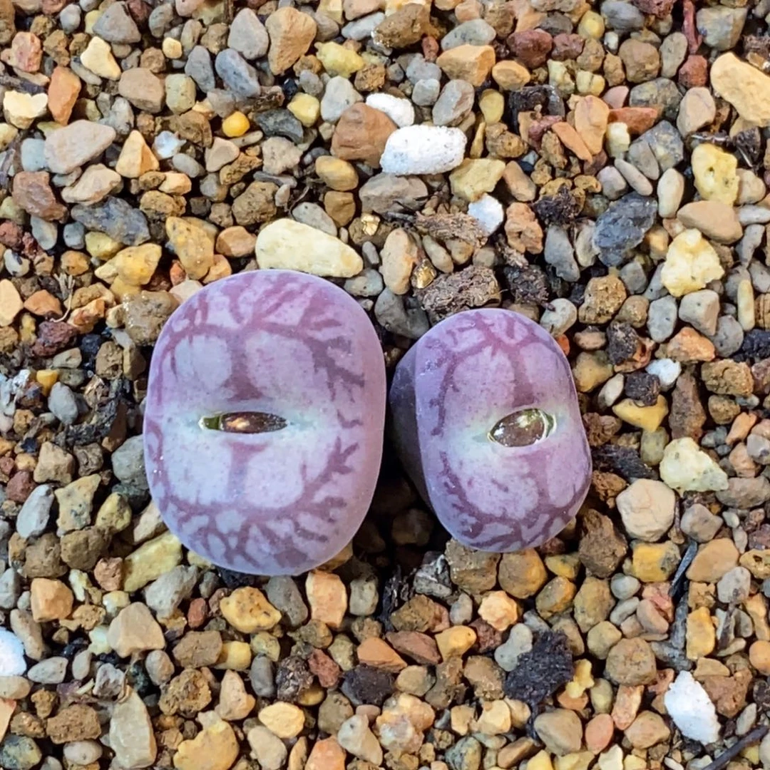 好看好紫色墨杂好看好看