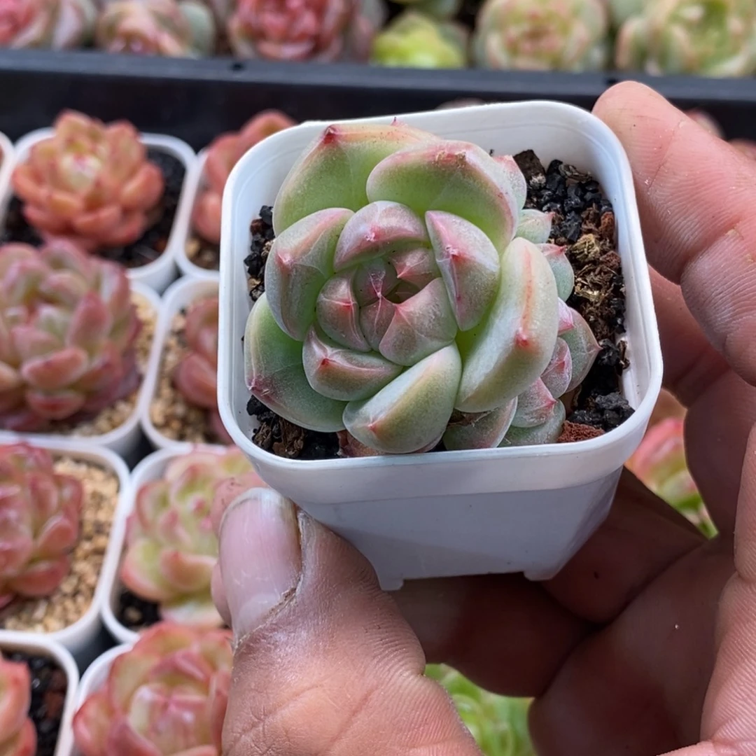 天官赐福百无禁忌