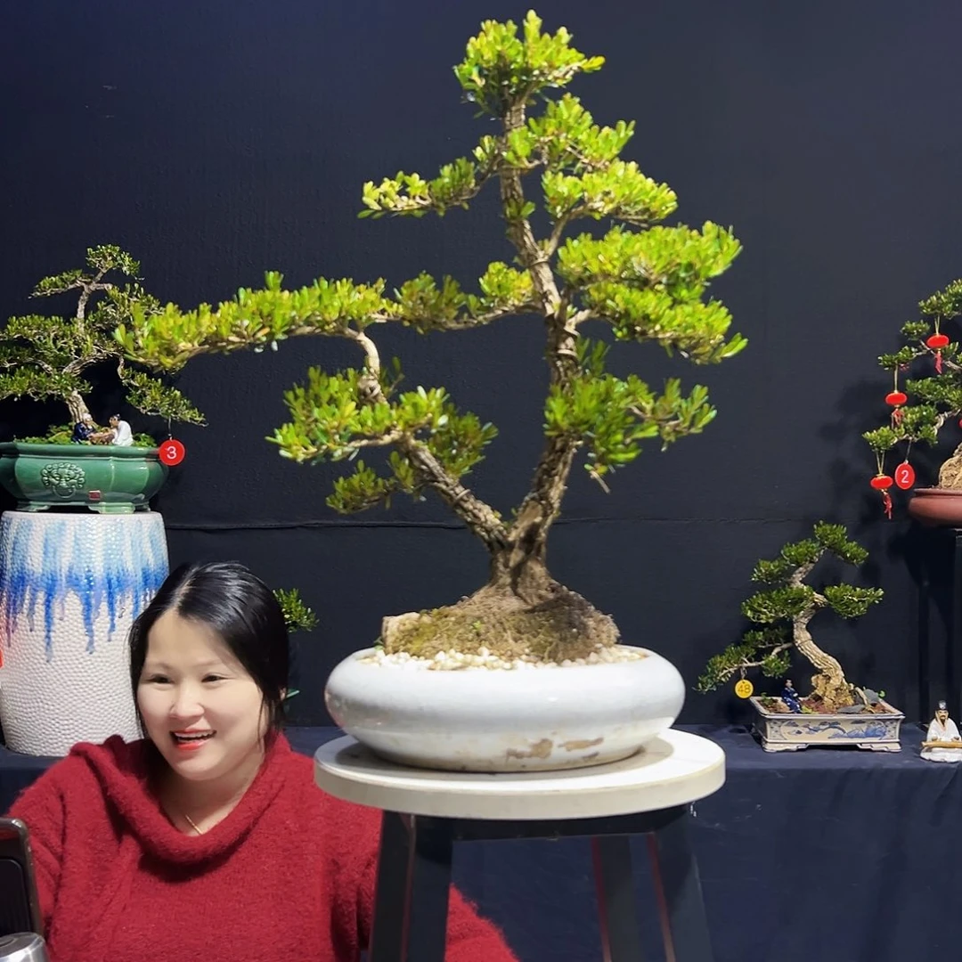 绿植广东皱皮黄杨木