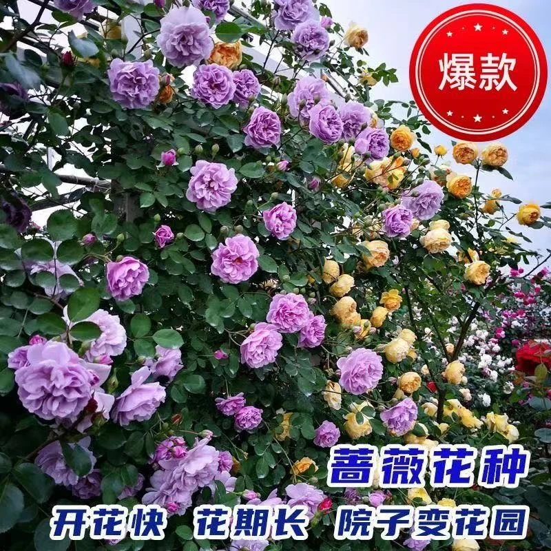 爬蔷薇种子四季开花月季玫瑰种子阳台庭院盆栽绿植花卉蔬菜种子