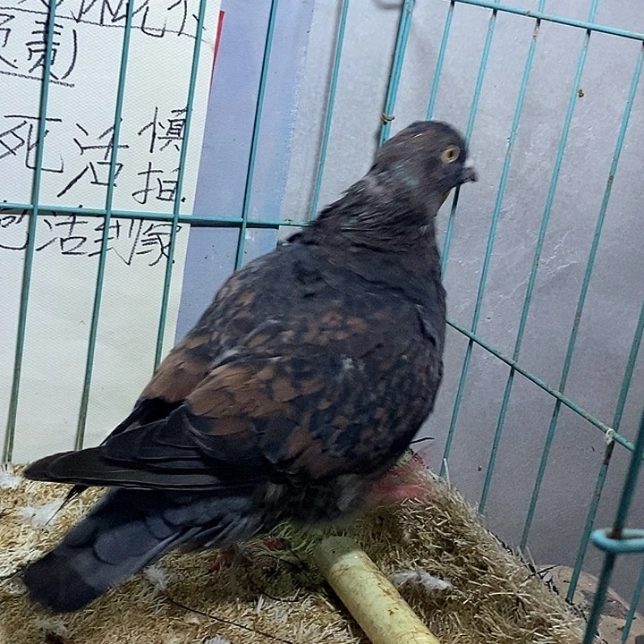 3中国大陆散装元宝