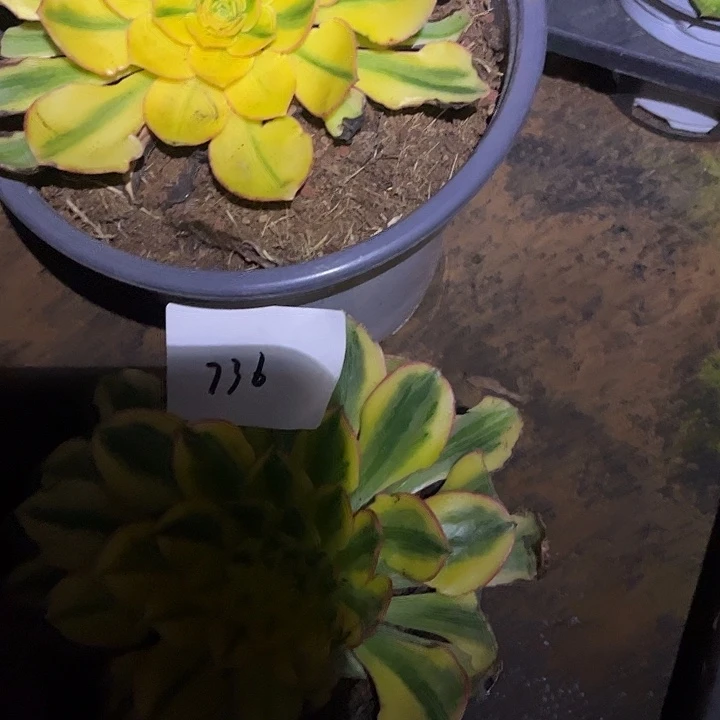 *****2颗太阳神多肉植物保护736